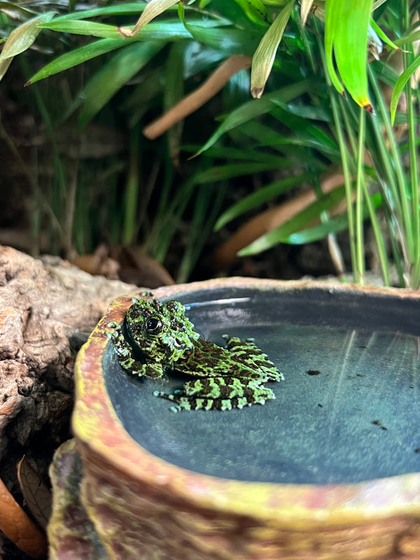 Captive-Bred Vietnamese Mossy Frog (Theloderma corticale)