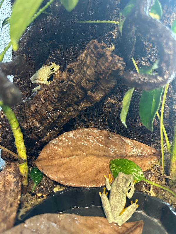 Emerald Eye Tree Frog (Hypsiboas crepitans)