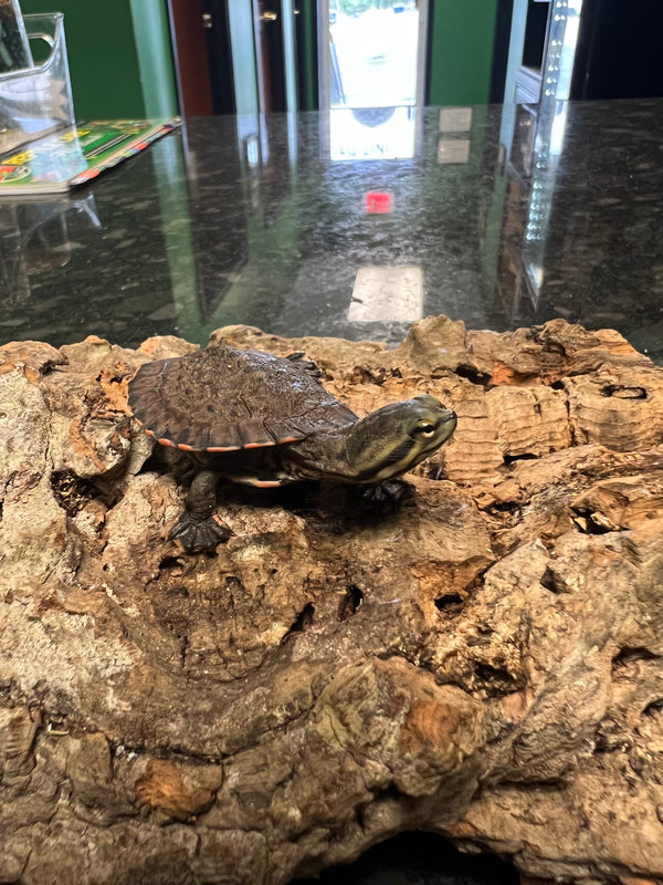 Baby Geoffrey’s Sideneck Turtle