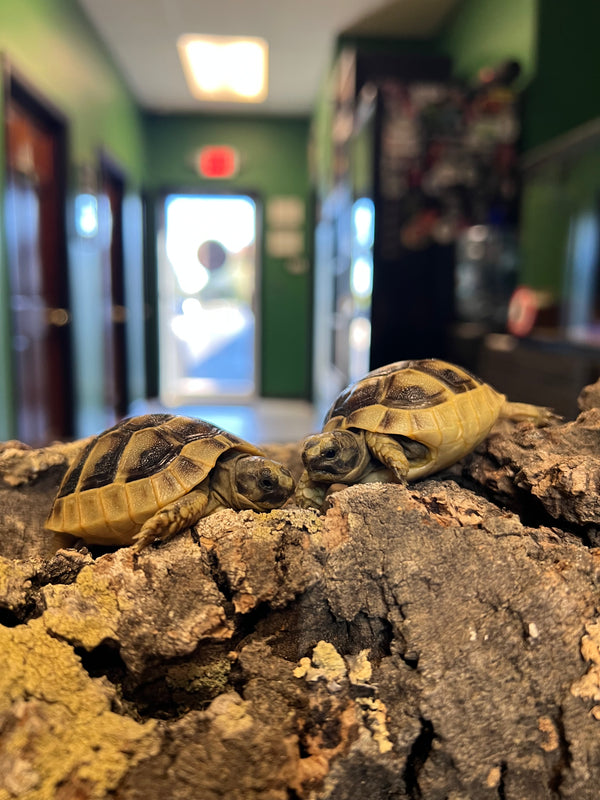 Greek Tortoise (Testudo graeca)