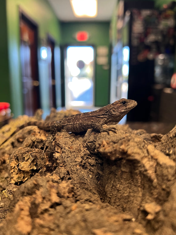 Utila Spiny-Tailed Iguana (Ctenosaura bakeri)