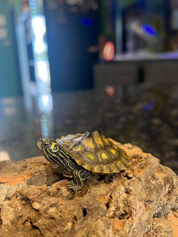 Yellow Blotched Map Turtle (Graptemys flavimaculata)