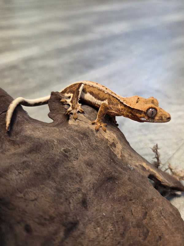 Pinstripe Lily White Crested Gecko