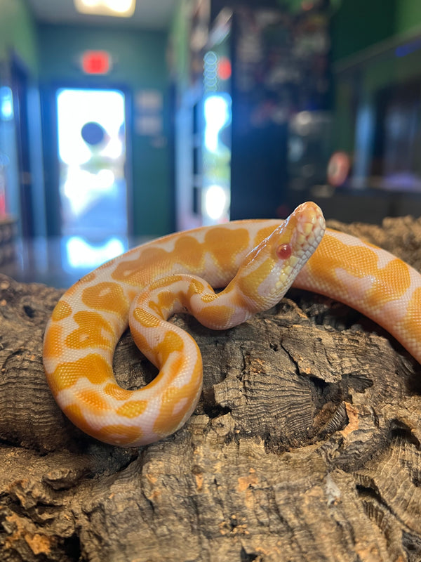 Baby Albino Pewter Ball Python (male)