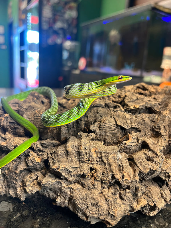 Asian Green Vine Snake (Aheutulla sp)