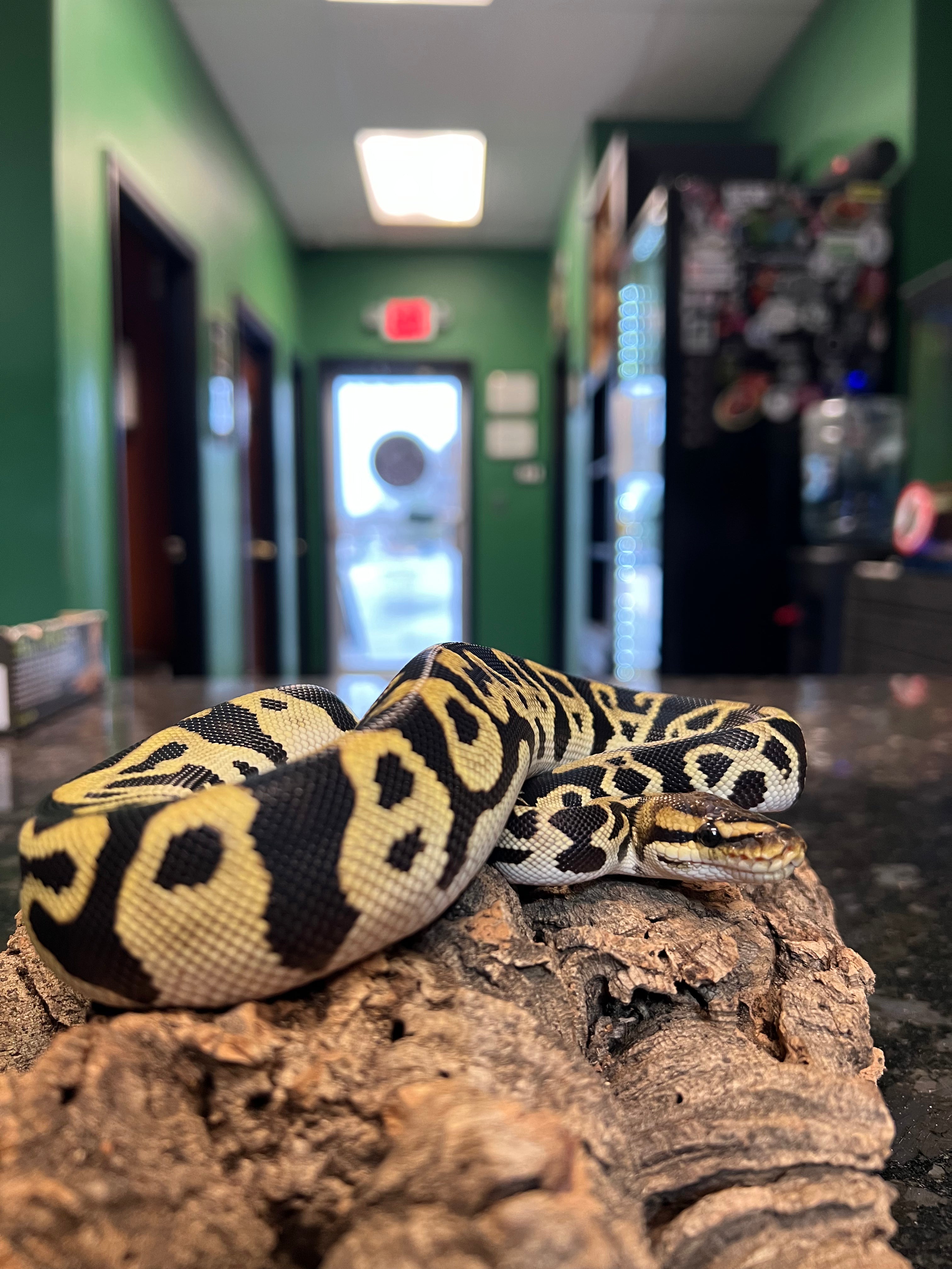 Python Cold Female Cypress Leopard Chocolate 100% het clown Ball Python – Cold ...