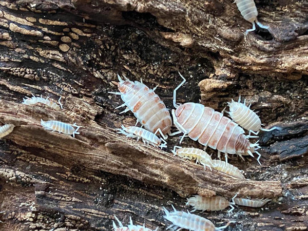 Porcellionides pruinosus “Orange Cream” 10 ct.