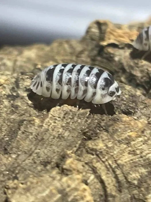 Armadillidium maculatum 'High White' Isopods-10 ct.