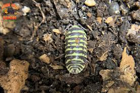 Armadillidium maculatum “Yellow Zebra” Isopods- 10ct.