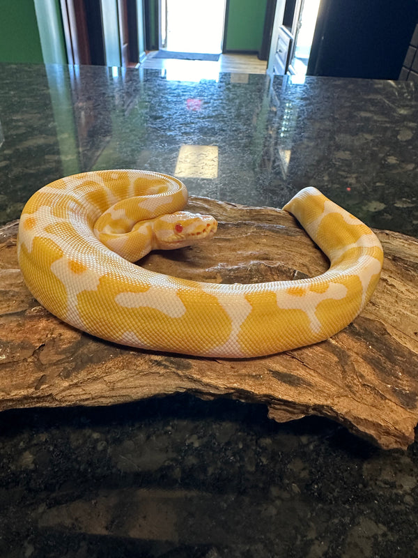 Male Joliff Tiger Albino Ball Python