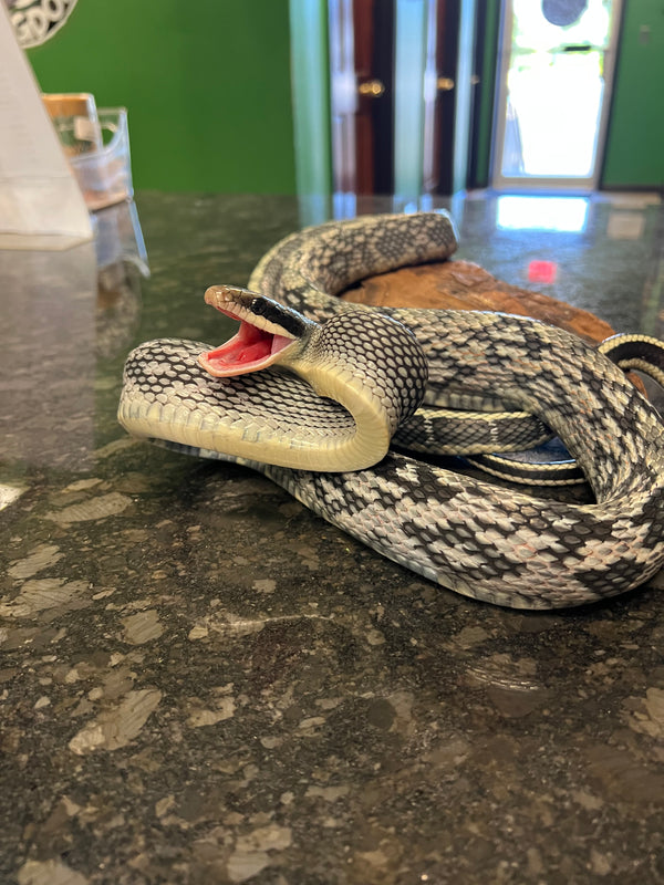 Beauty Rat Snake