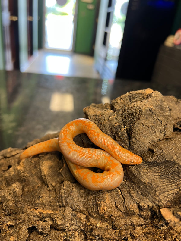 Albino Kenyan Sand Boa (male)