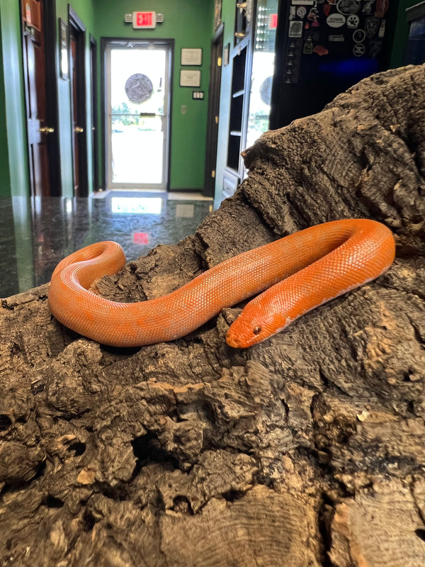 Albino Kenyan Sand Boa (male)