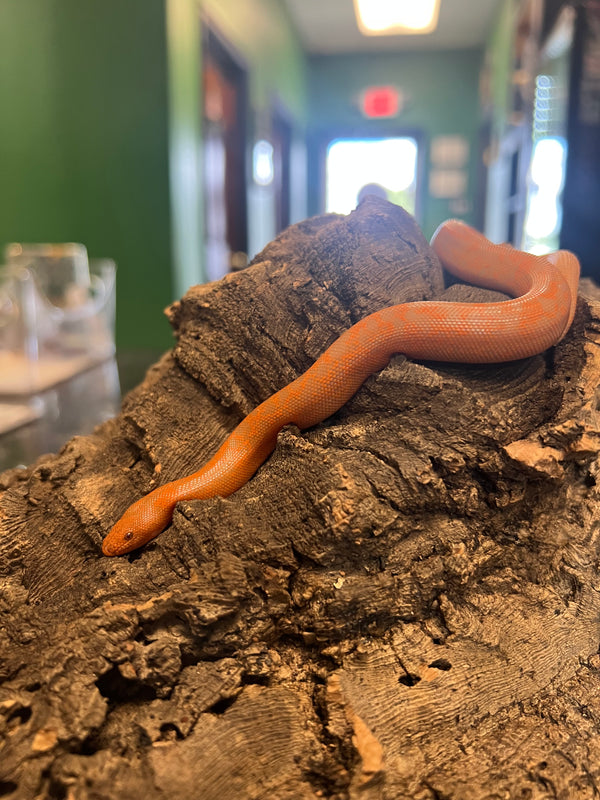 Albino Kenyan Sand Boa (male)