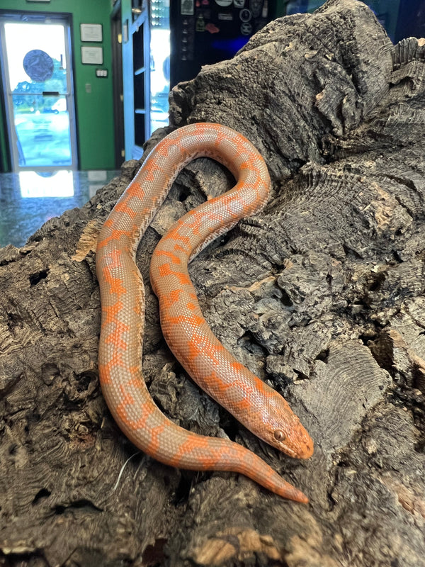 Albino Kenyan Sand Boa (female)