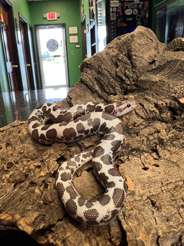 Anery Kenyan Sand Boa (female) 100% het paradox albino