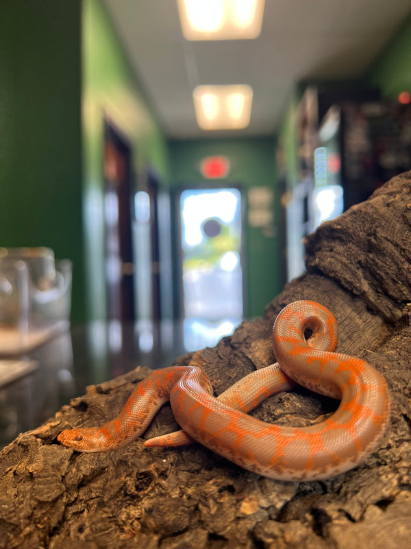 Albino Kenyan Sand Boa (female)