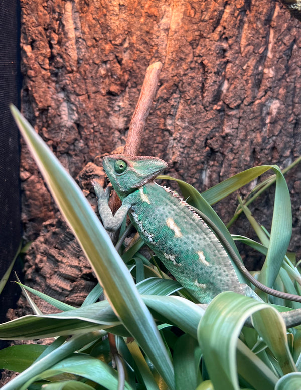 Veiled Chameleon