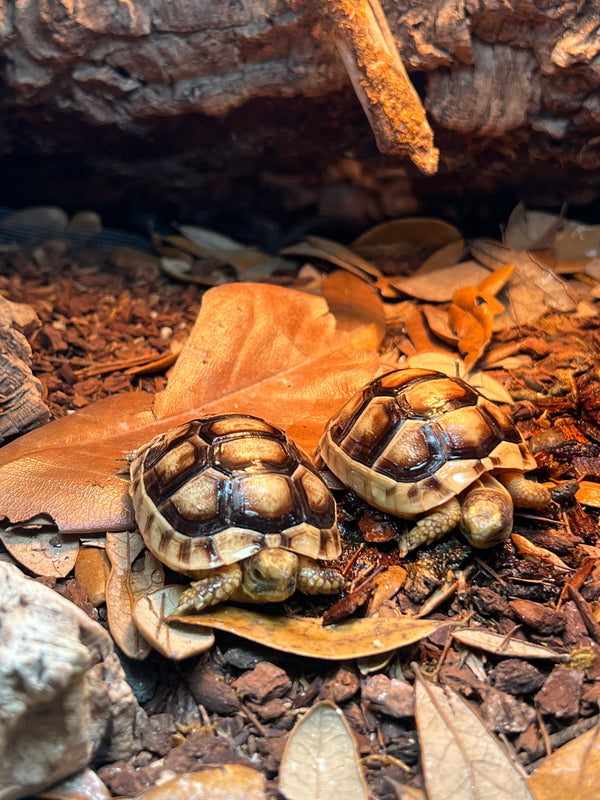 Marginated Tortoise (Testudo marginata)