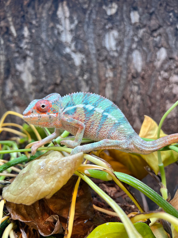 Male Ambilobe Panther Chameleon