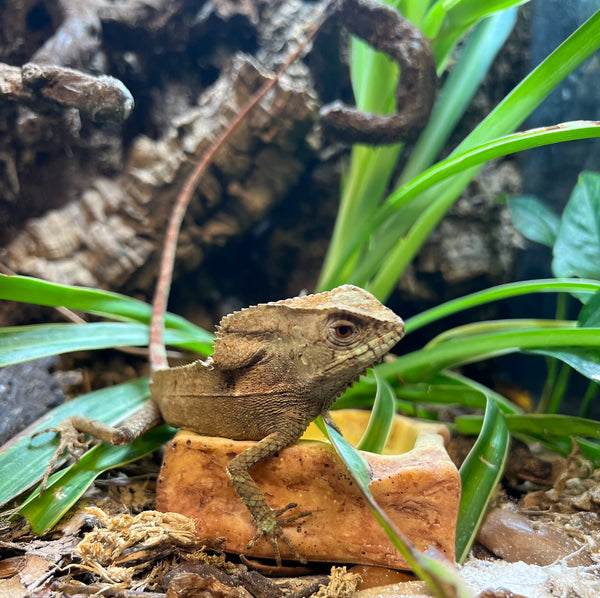 Helmeted Iguana