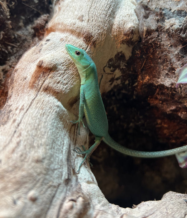 Green Keeled Belly Lizard (Gastropholis prasina)