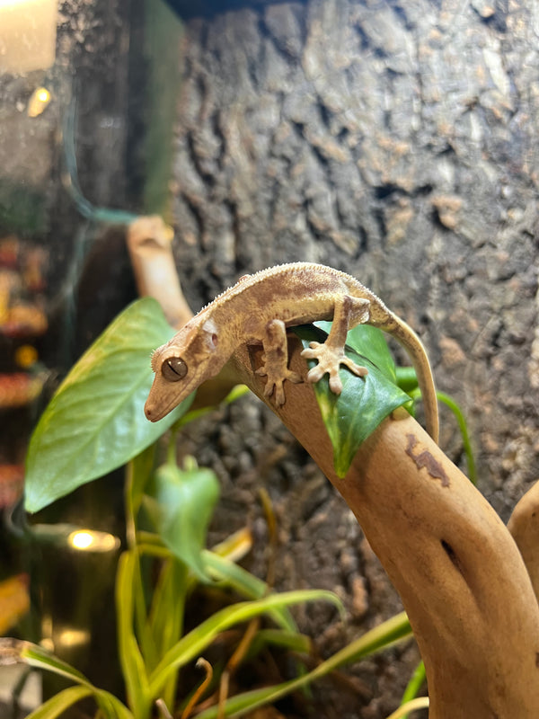 Lilly White Crested Gecko