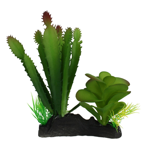 Komodo Cactus & Succulent Plant