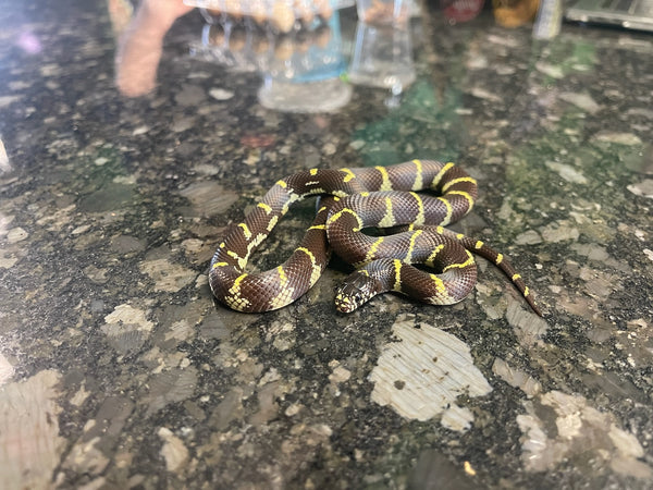 Female Chocolate Banded California Kingsnske