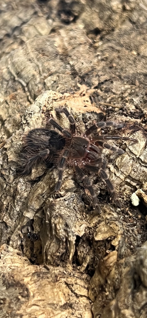 Bahia Grey Bird Eater (Lasiodora striatipes)