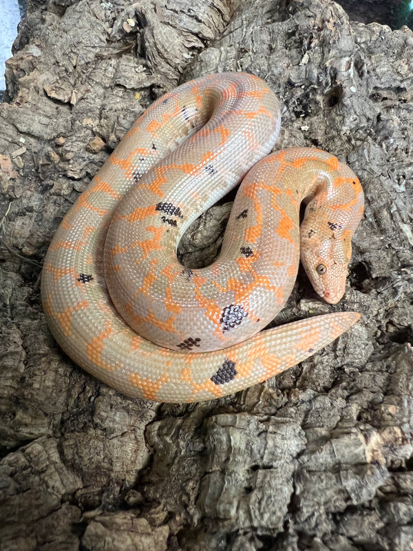 Female Paradox Het Snow Kenyan Sand Boa