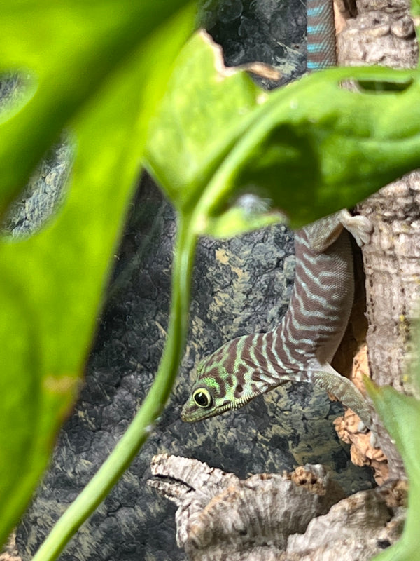 Standings Day Gecko (Phelsuma standingi)