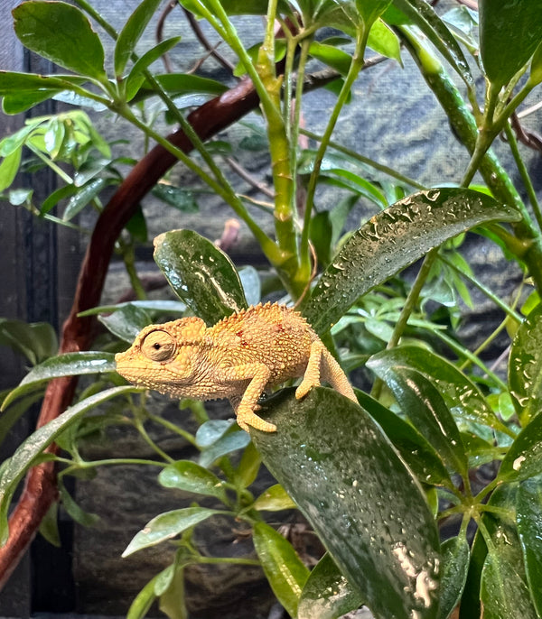 Baby Helmeted Chameleons