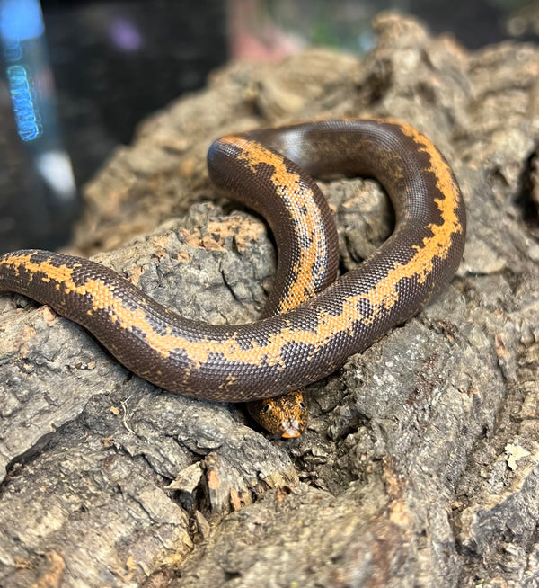 Female Striped Kenyan Sand Boa