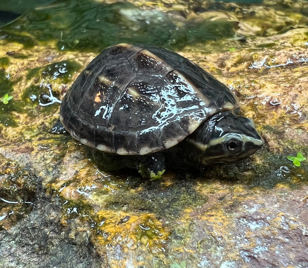 3-Striped Mud Turtle (Kinosternon baurii)