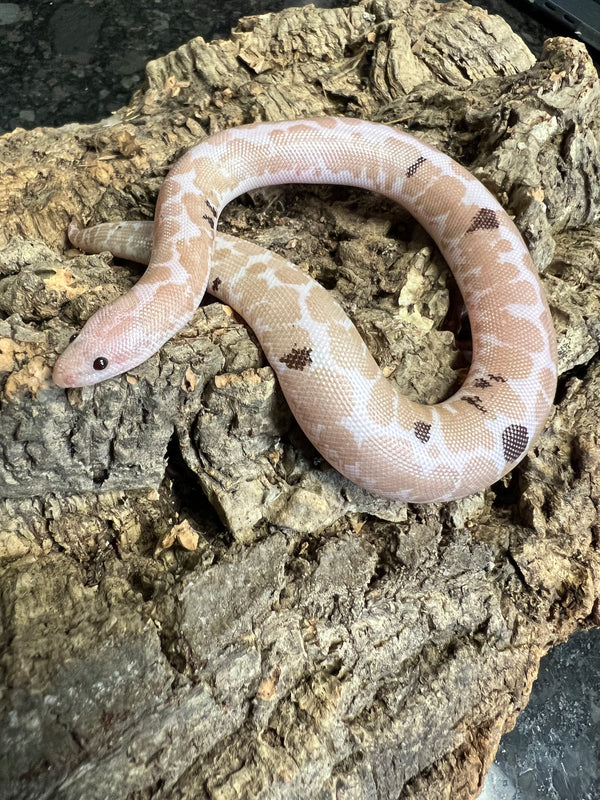 Female Paradox Snow Kenyan Sand Boa