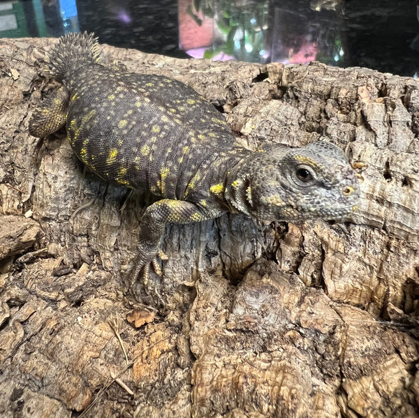 Yellow Nigerian Uromastyx