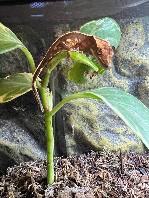 Baby Pinstripe Crested Gecko