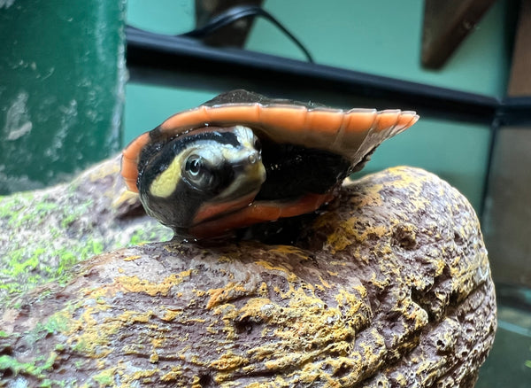 Hatchling Pink-Bellied Side-Necked Turtle (Emydura subglobosa)