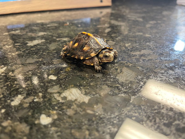 Gulf Coast Box Turtle