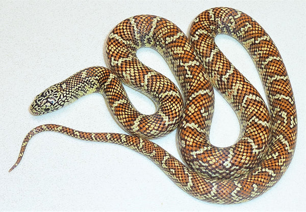 Female Hypo Florida Kingsnake