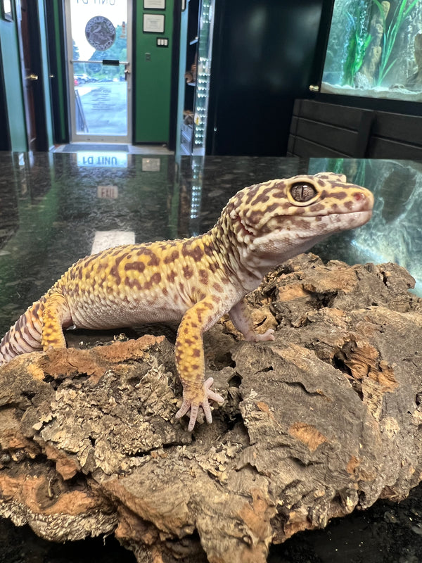 Adult High Yellow Male Leopard Gecko