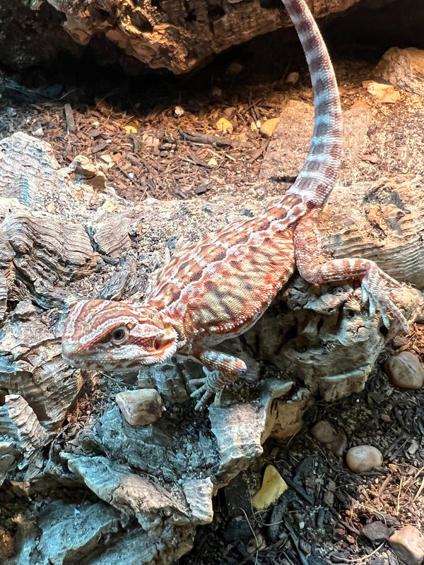 Male Red Hypo Leatherback Bearded Dragon