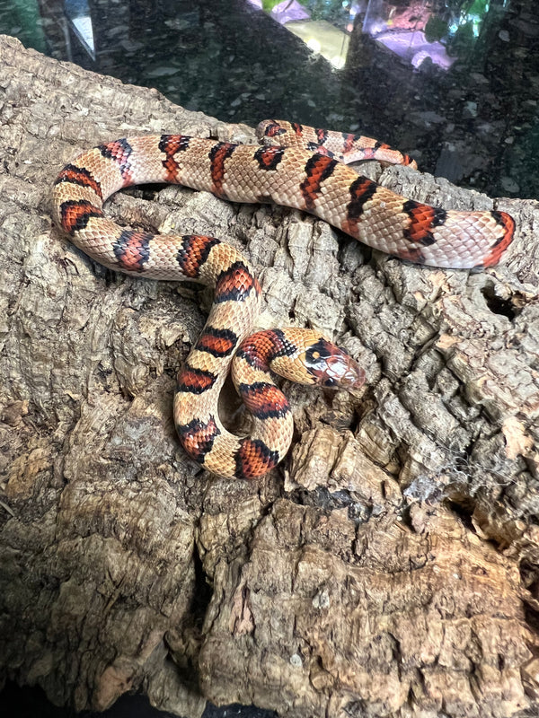 Variable Kingsnake