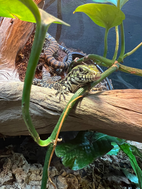 Baby Argentine Black & White Tegu (Tupinambis merianae)