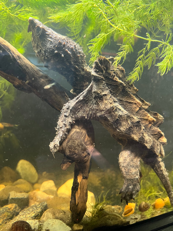 Juvenile Alligator Snapping Turtle