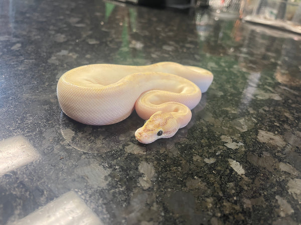 Male Enchi Ivory Ball Python