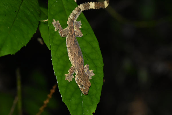 Female Flying Gecko