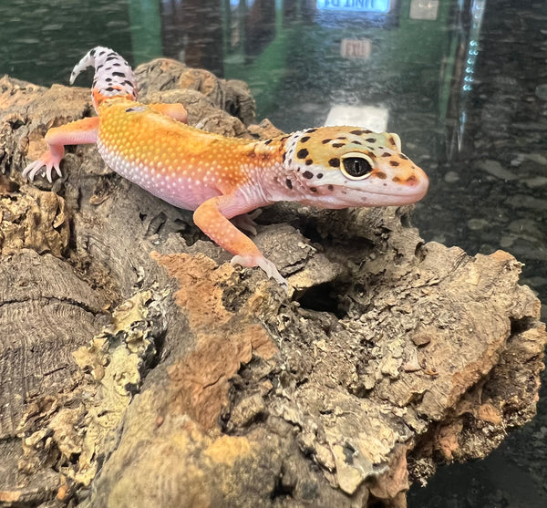 Tangerine Leopard Gecko