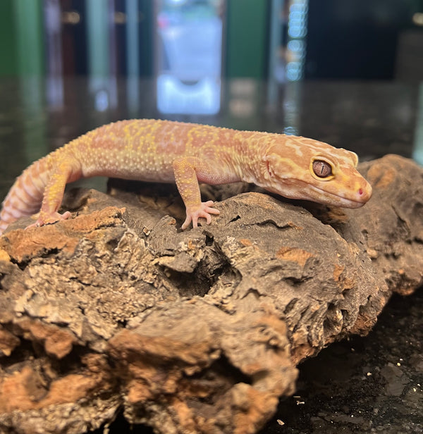 Female W/Y Tremper Albino